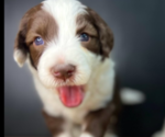 Small Photo #2 Sheepadoodle Puppy For Sale in HUNTINGTON BEACH, CA, USA