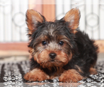 Small #1 Yorkshire Terrier
