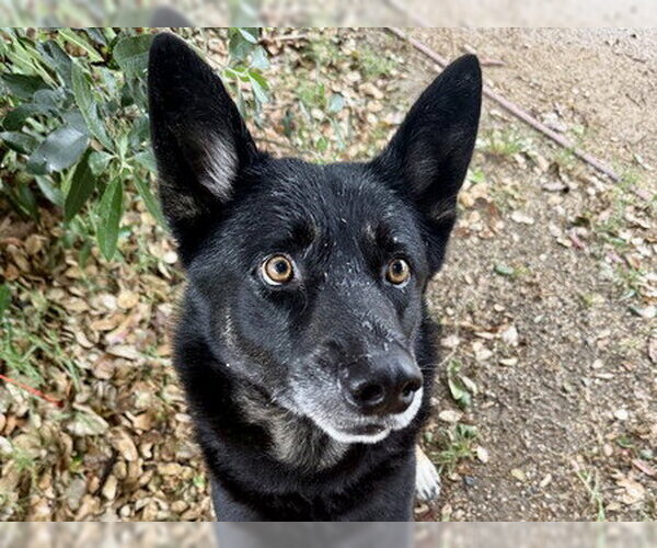 Medium Photo #2 German Shepherd Dog-Unknown Mix Puppy For Sale in Martinez, CA, USA