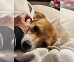 Small #5 Chihuahua Mix