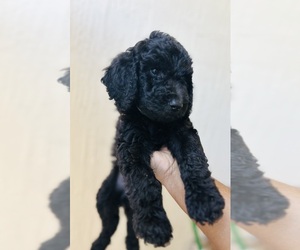 Goldendoodle Puppy for Sale in JACKSONVILLE, Florida USA