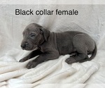 Small Photo #14 Great Dane Puppy For Sale in OKLAHOMA CITY, OK, USA