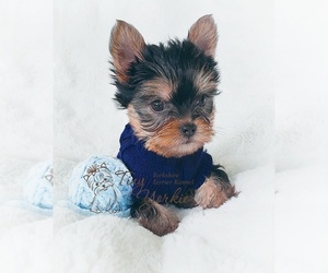 Yorkshire Terrier Puppy for sale in VANCOUVER, WA, USA