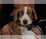 Small #4 Mutt