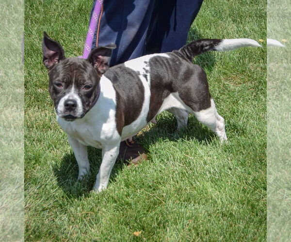 Medium Photo #2 American Staffordshire Terrier-Basset Hound Mix Puppy For Sale in Huntley, IL, USA