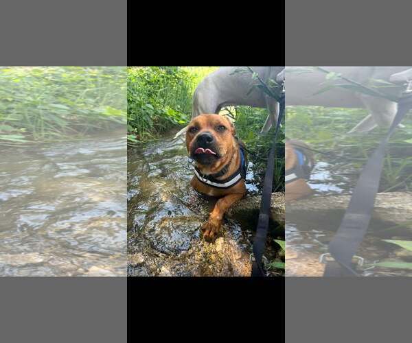 Medium Photo #8 Labrador Retriever-Unknown Mix Puppy For Sale in Stephens City, VA, USA