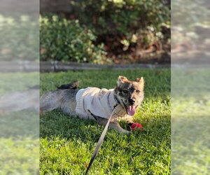 Rylo - Male Border Terrier-Chihuahua Mix Dog for Adoption - Photo #3