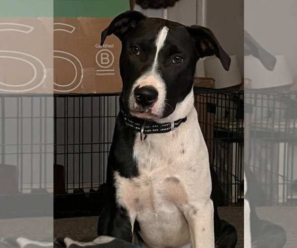 Medium Photo #1 Mutt Puppy For Sale in Chester, VA, USA
