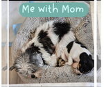 Small #6 Shih Tzu Mix