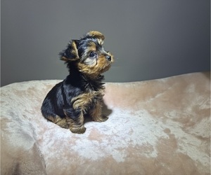Yorkshire Terrier Puppy for sale in WEBSTER, FL, USA