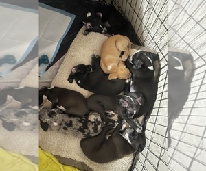 Chimation Puppy for sale in HAYWARD, CA, USA