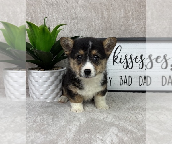 Medium Photo #3 Pembroke Welsh Corgi Puppy For Sale in FRANKLIN, IN, USA
