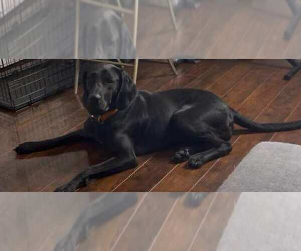 Medium Photo #1 Plott Hound Puppy For Sale in Brooksville, FL, USA