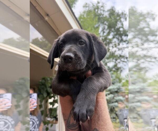 Medium Photo #2 Labrador Retriever-Unknown Mix Puppy For Sale in Fort Collins, CO, USA