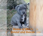 Small #2 American Pit Bull Terrier