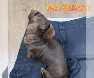 Daisy Willow - Female Dachshund Dog for Adoption - Photo #3