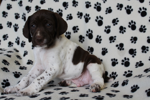 Medium Photo #4 German Shorthaired Pointer Puppy For Sale in BLAINSPORT, PA, USA