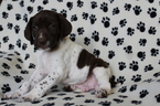 Small Photo #4 German Shorthaired Pointer Puppy For Sale in BLAINSPORT, PA, USA