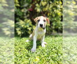 Small Mutt