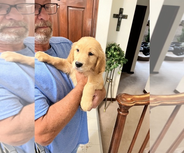 Medium Photo #2 Golden Retriever Puppy For Sale in COLORADO SPRINGS, CO, USA