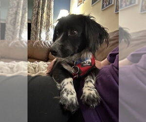 Dachshund-Spaniel Mix Dogs for adoption in Farmington, MN, USA