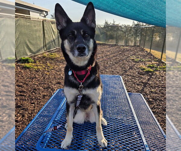 Medium Photo #2 German Shepherd Dog-Siberian Husky Mix Puppy For Sale in Waterford, VA, USA
