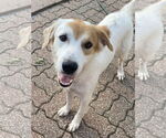 Small #5 Spaniel Mix