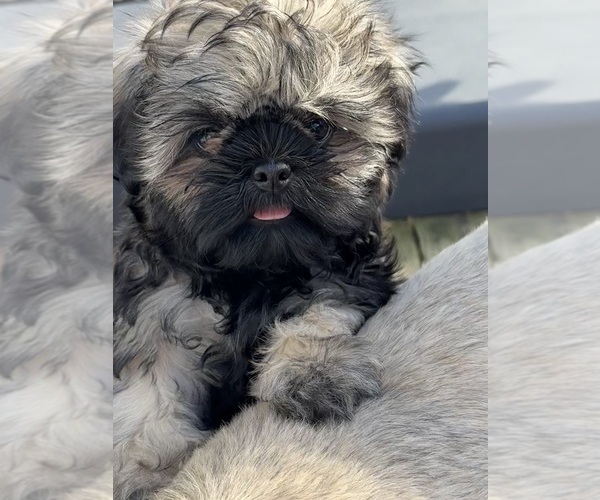 Medium Photo #1 Shih Tzu Puppy For Sale in FAIRVIEW, TN, USA