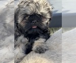 Small Shih Tzu