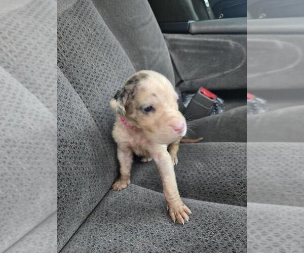 Medium Photo #1 Great Dane Puppy For Sale in MADISON, IN, USA