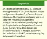 Small #16 Golden Shepherd