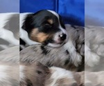 Small Photo #4 Miniature Australian Shepherd Puppy For Sale in BURKE, VA, USA