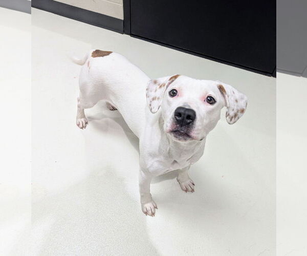 Medium Photo #5 American Staffordshire Terrier-Unknown Mix Puppy For Sale in Calhoun, GA, USA