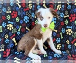 Small #2 Miniature Australian Shepherd