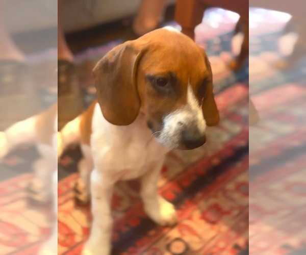 Medium Photo #4 Beagle-Unknown Mix Puppy For Sale in Hinton, WV, USA