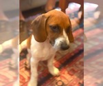 Small #3 Beagle Mix