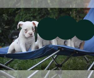 Olde English Bulldogge Puppy for sale in HIGHLAND, MI, USA