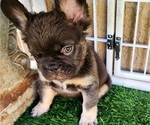 Small Photo #8 French Bulldog Puppy For Sale in LAS VEGAS, NV, USA