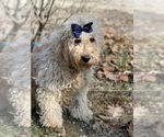 Small Photo #1 Goldendoodle Puppy For Sale in MORGANTOWN, IN, USA