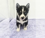 Small #2 Siberian Husky
