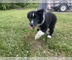 Small Photo #6 Australian Shepherd Puppy For Sale in YADKINVILLE, NC, USA