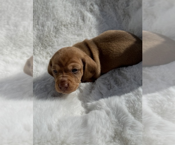 Medium Photo #1 Dachshund Puppy For Sale in DE KALB, TX, USA