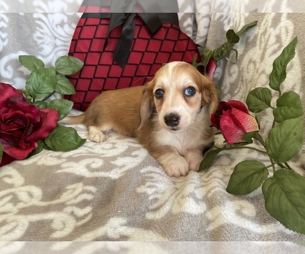 Medium Photo #8 Dachshund Puppy For Sale in SHILOH, OH, USA