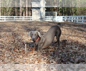 Father of the Weimaraner puppies born on 09/03/2022