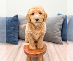 Small #1 Miniature Labradoodle