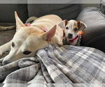Small #3 Chihuahua Mix
