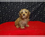 Small Photo #11 Yo-Chon Puppy For Sale in PATERSON, NJ, USA