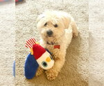 Small #1 Maltipoo (Miniature)