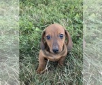 Small #1 Dachshund