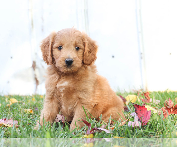 Medium Photo #1 Goldendoodle Puppy For Sale in KILLINGER, PA, USA